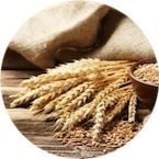 Pšenice | Superpotraviny Naturalis